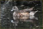 Female<BR>American Wigeon
