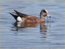 American Wigeon