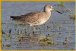 First Year Western<BR>Willet