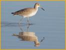 Nonbreeding Western<BR>Willet