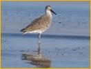 Western<BR>Willet