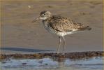 Eastern<BR>Willet