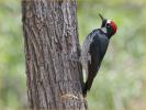 Interior<BR>Acorn Woodpecker