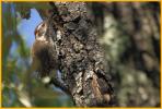 Arizona Woodpecker