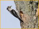 Female Eastern<BR>Downy Woopecker