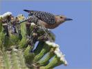 Gila Woodpecker