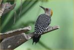 Female<BR>Golden-fronted Woodpecker