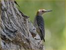 Golden-fronted Woodpecker