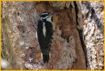 Interior West <BR>Hairy Woodpecker