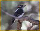 Interior West<BR>Hairy Woodpecker