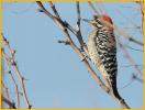 Ladder-backed Woodpecker