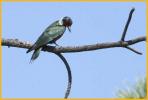 Lewis's Woodpecker