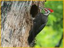Pileated Woodpecker