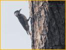 Red-cockaded Woodpecker