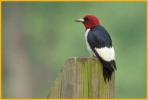Red-headed Woodpecker
