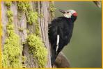 White-headed Woodpecker