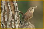 Eastern <BR>Bewick's Wren