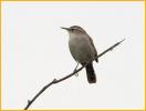 Pacific<BR>Bewick's Wren