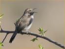 Southwest<BR>Bewick's Wren