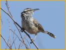 Interior<BR>Cactus Wren
