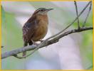 Mexican<BR>Carolina Wren