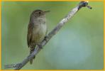 Western <BR>House Wren
