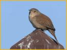 Eastern <BR>House Wren