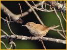 Juvenile Eastern <BR>House Wren
