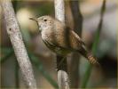 Mexican<BR>House Wren