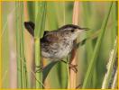 Eastern<BR>Marsh Wren
