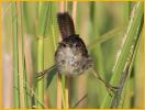Eastern<BR>Marsh Wren
