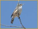 Rock Wren