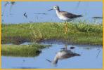 Juvenile <BR>Greater Yellowlegs