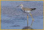 Nonbreeding <BR>Greater Yellowlegs
