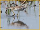 Greater Yellowlegs