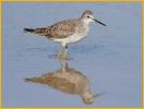 Nonbreeding<BR>Lesser Yellowlegs