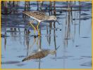 Lesser Yellowlegs
