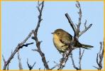 Female Western <BR>Common Yellowthroat