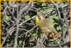 Interior West <BR>Common Yellowthroat