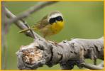 Pacific <BR>Common Yellowthroat