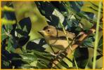 Female Eastern <BR>Common Yellowthoat