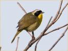 Eastern<BR>Common Yellowthroat