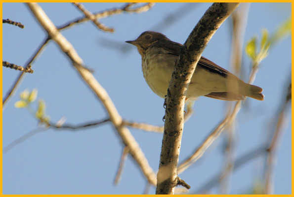 Western Veery
