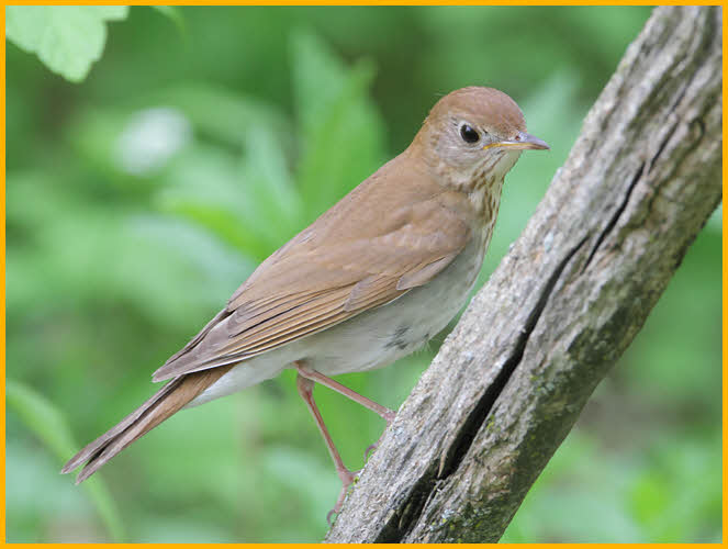 Eastern<BR>Veery