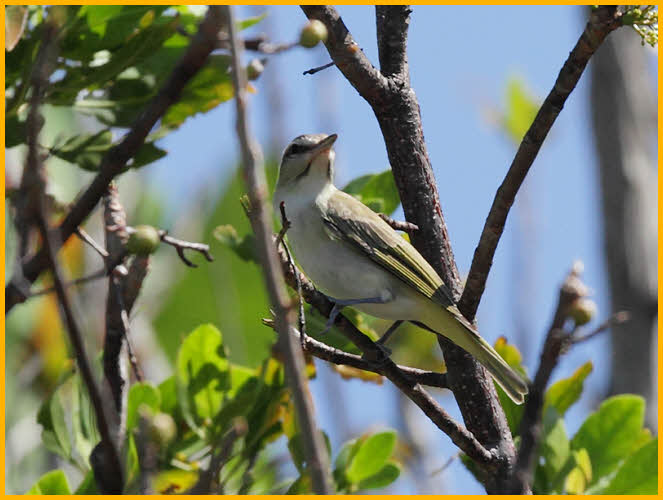 Black-whiskered Vireo