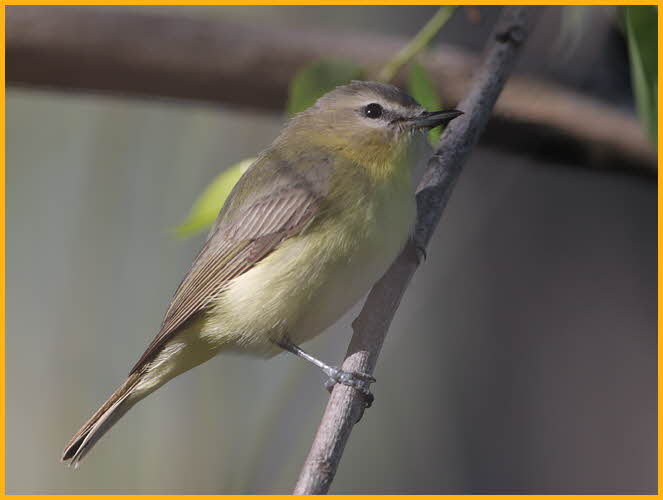 Drab Philadelphia Vireo