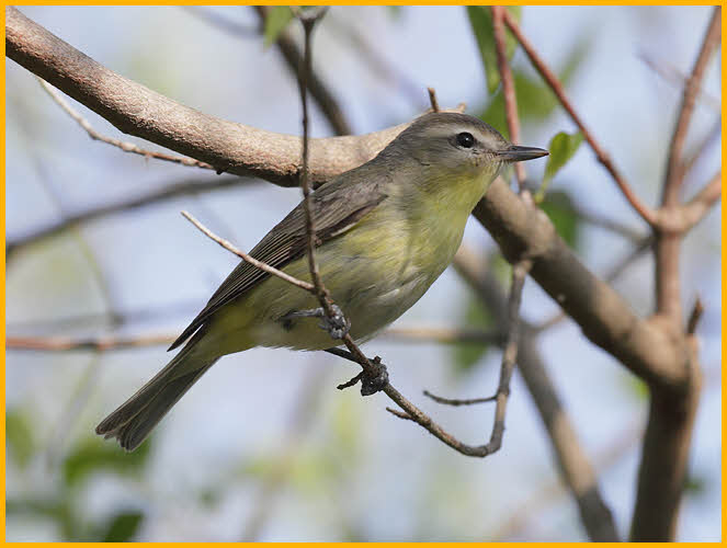 Bright<BR>Philadelphia Vireo