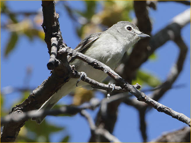 Plumbeus Vireo