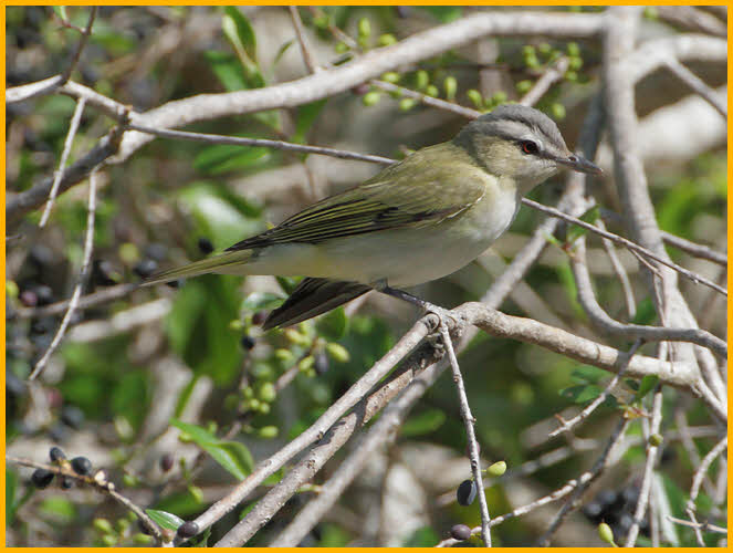 Red-eyed Vireo