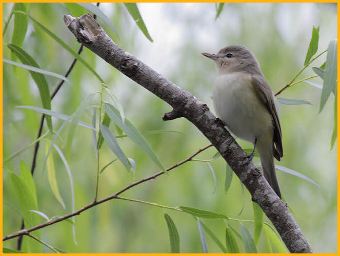Western<BR>Warbling Vireo